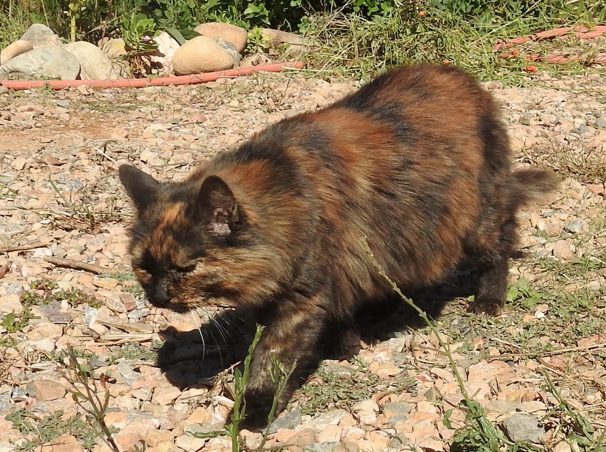 Ferdinand tweet media