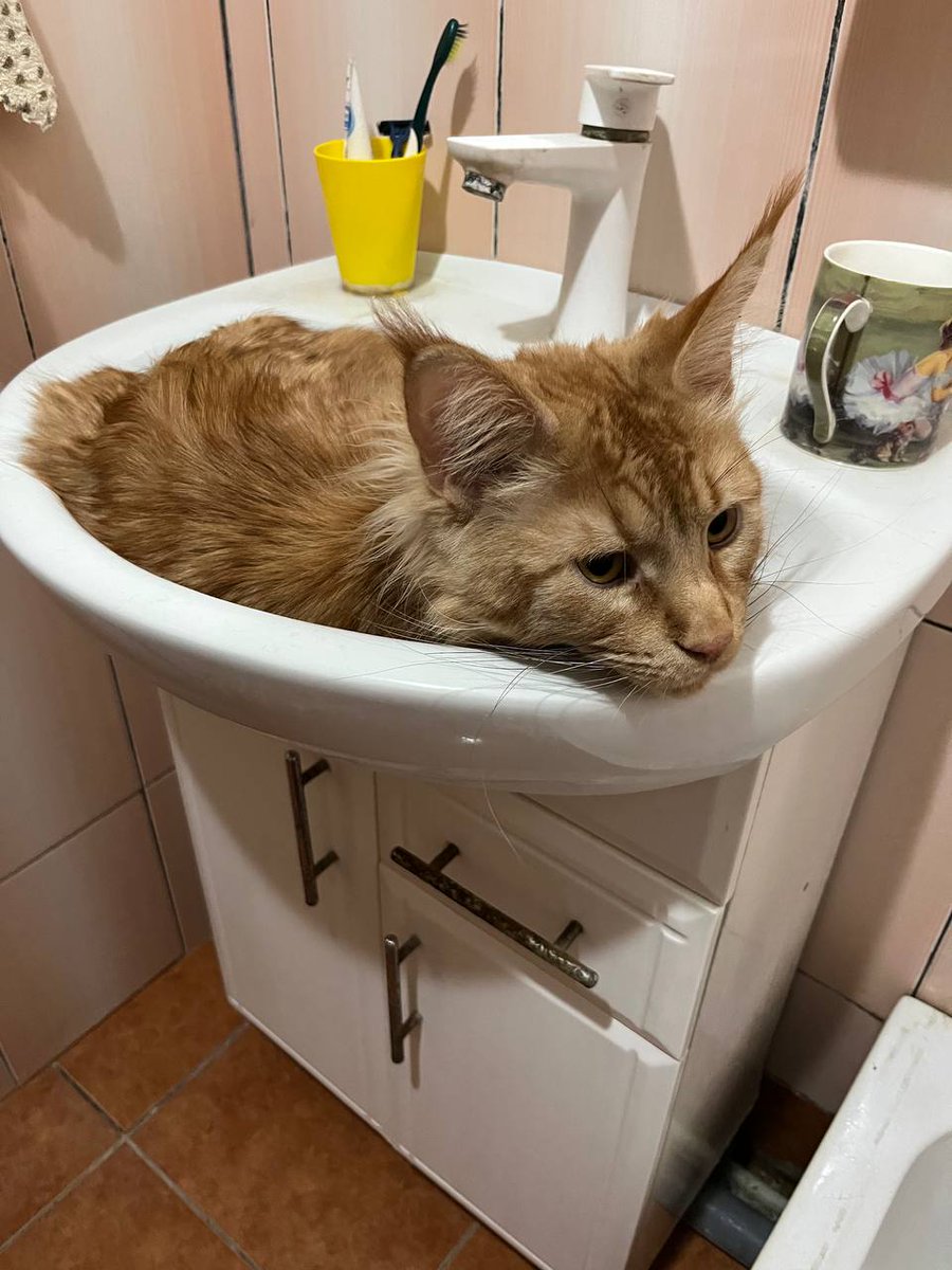 І ти, Брют tweet media