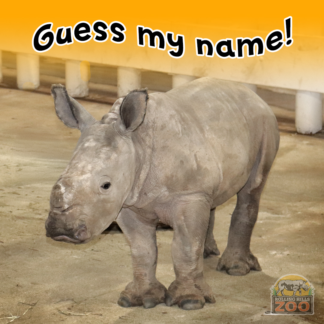 RollingHillsZoo tweet media