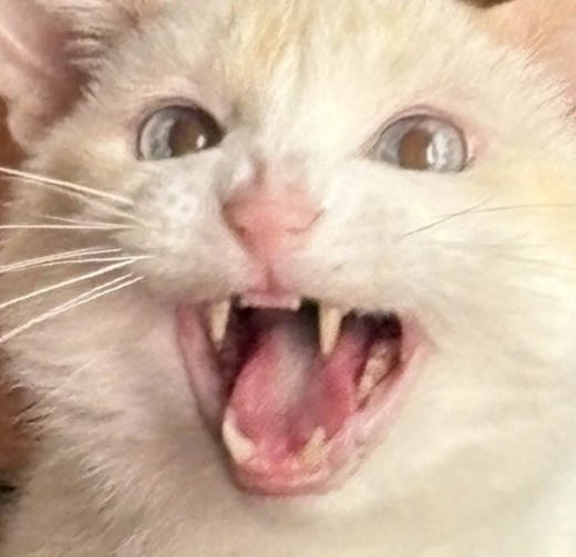 Ganymede tweet media