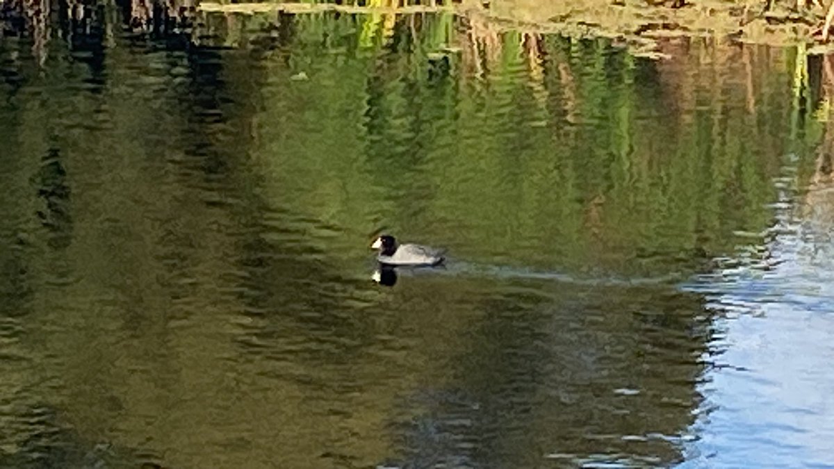 Pl Chiquinquirá Pasión Ganadera tweet media