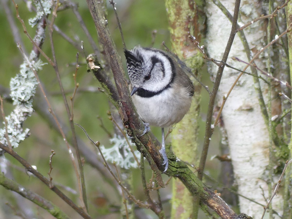 Joshs Wildlife Sightings tweet media