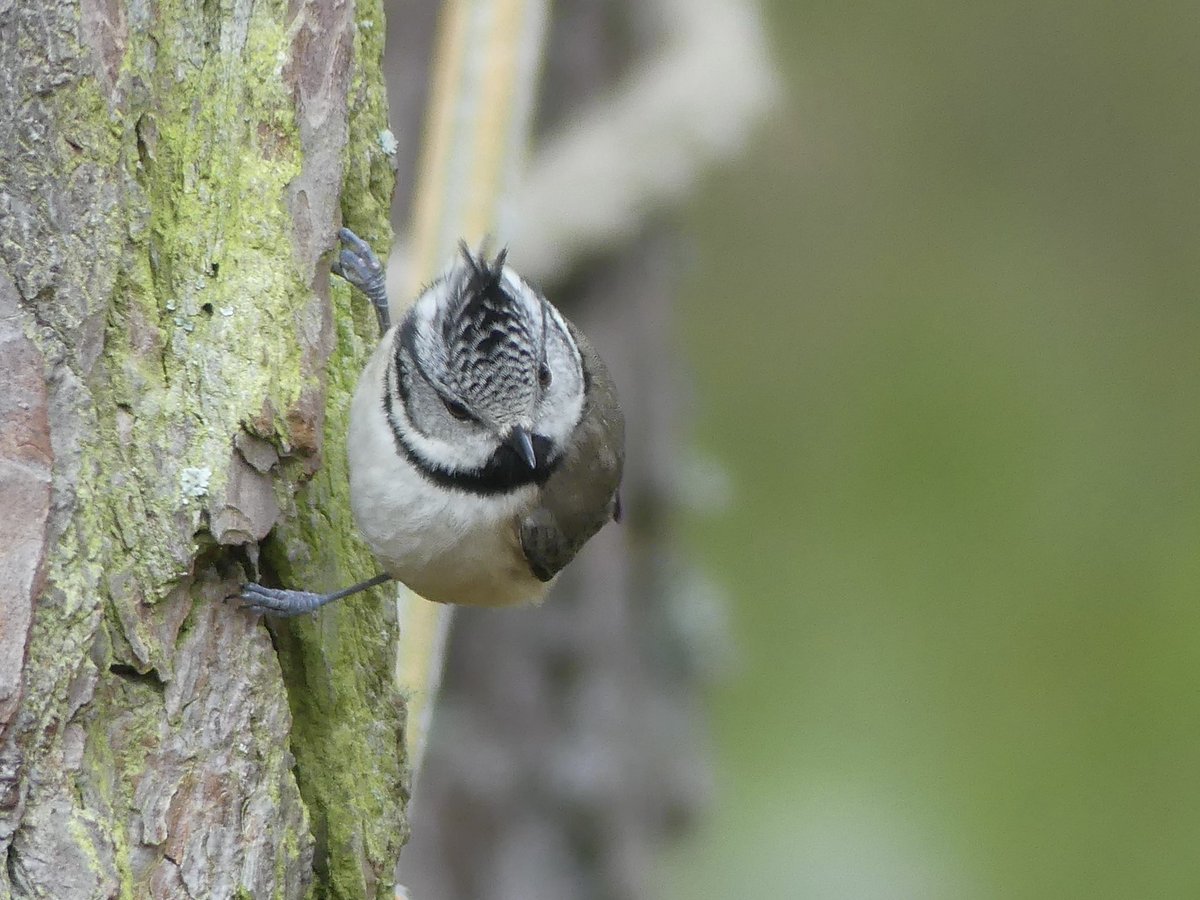 Joshs Wildlife Sightings tweet media