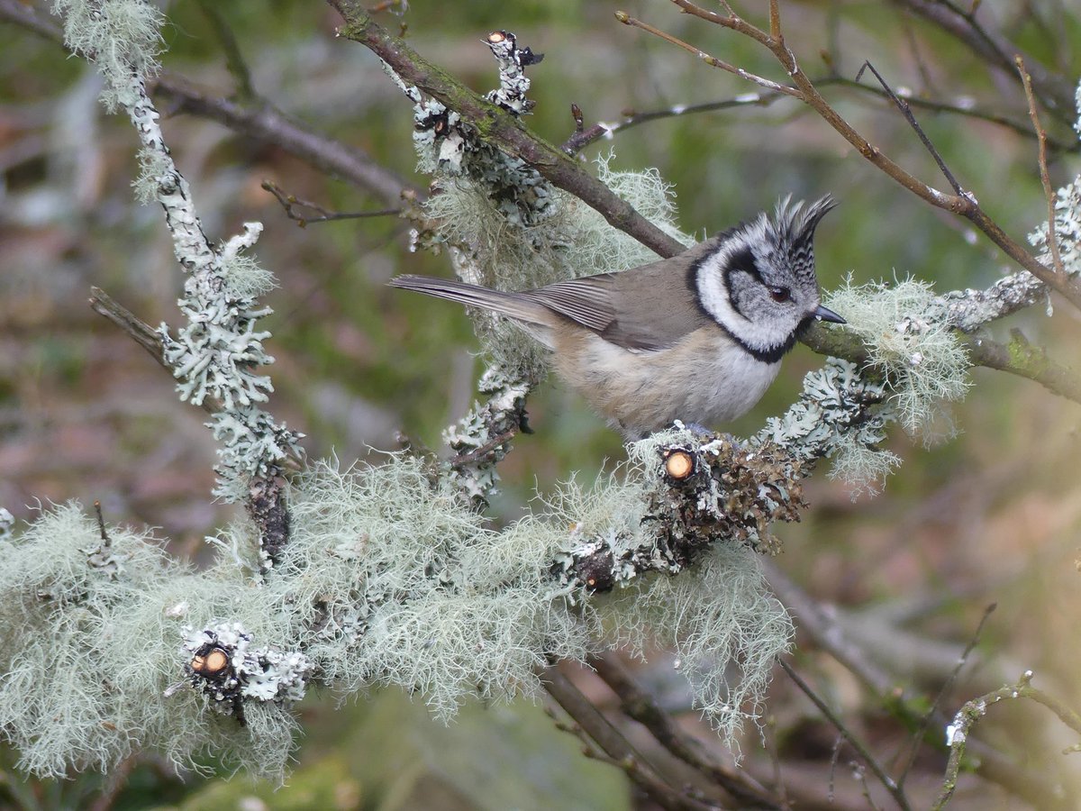 Joshs Wildlife Sightings tweet media