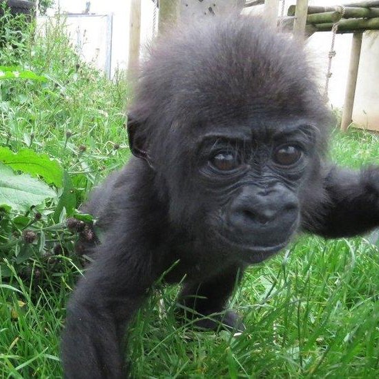 Tiny Gorilla tweet media