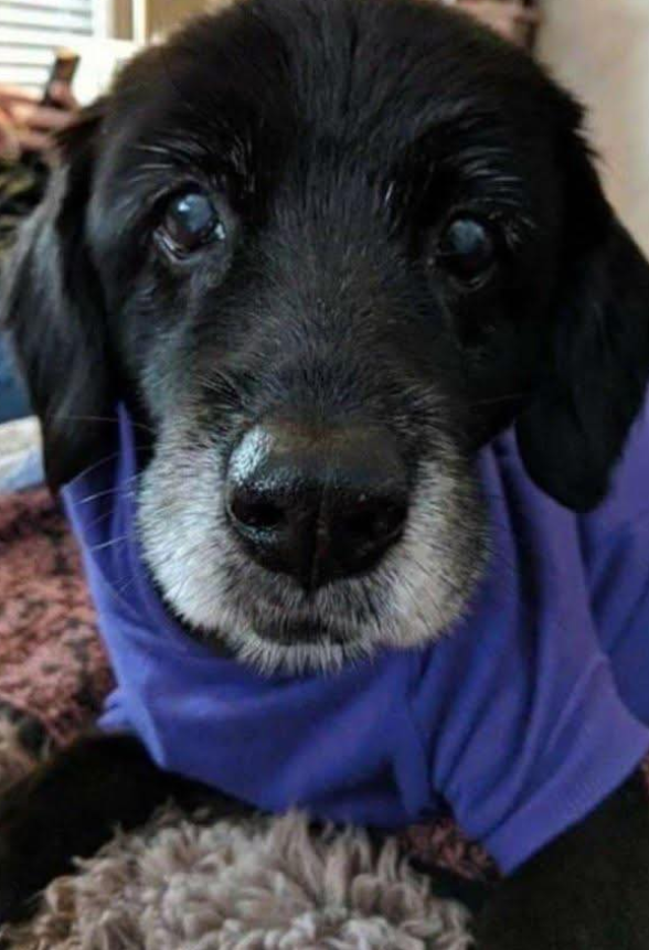 She's Andy. 18 years old today. She is still going strong. Say hello to Andy ❤️🎂🎉
