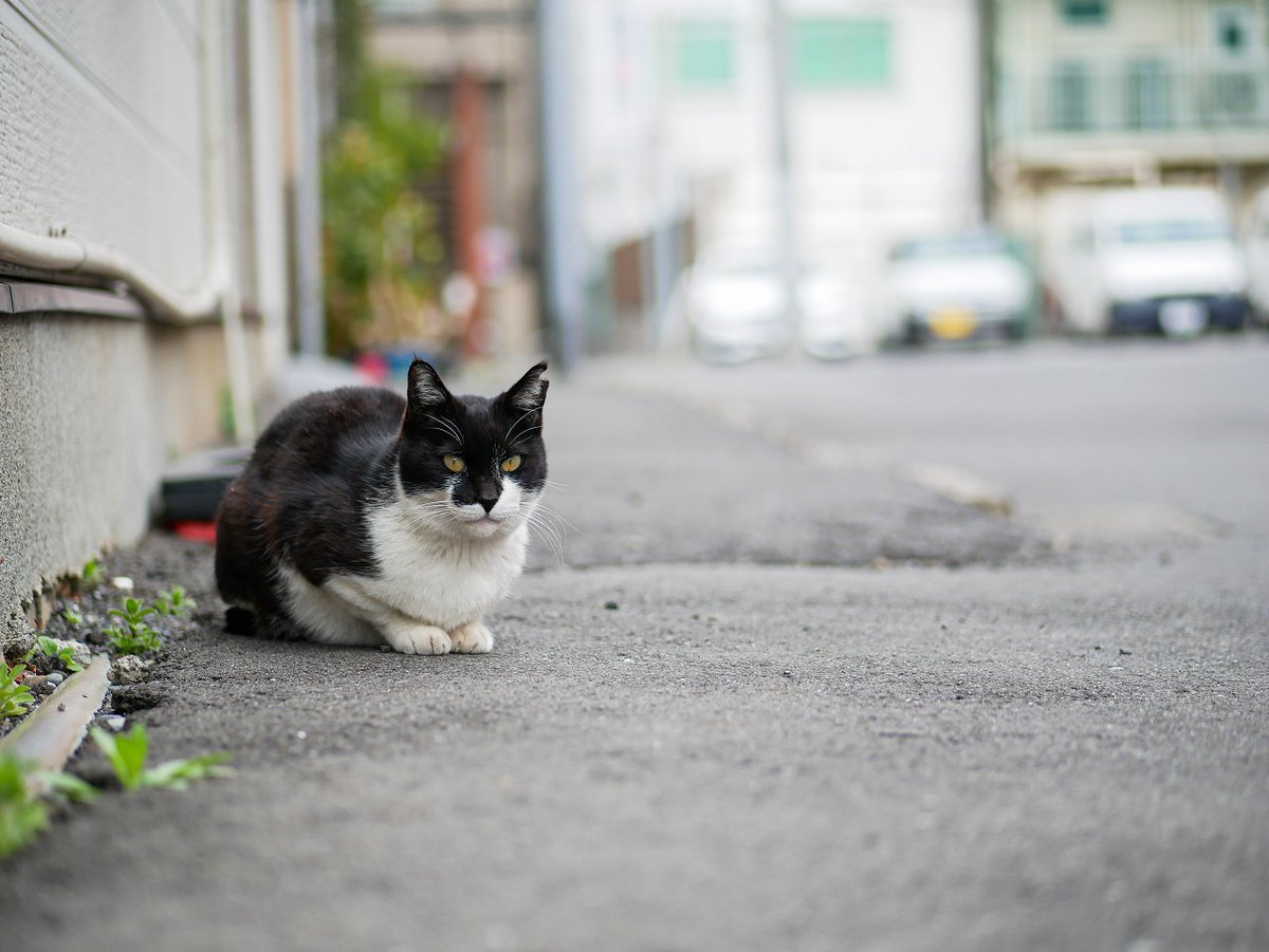 イツカノドコカ tweet media