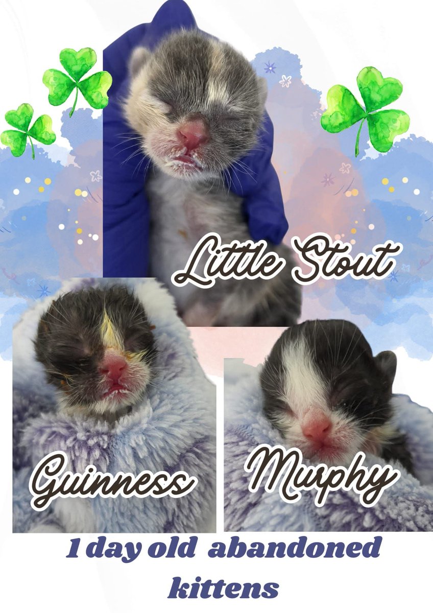 Bradford Cat Watch Rescue tweet media