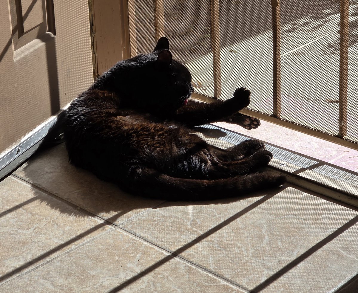 I got a new phone a few months ago and forgot to sign into Twitter, here's Larry enjoying some sunshine just because.
