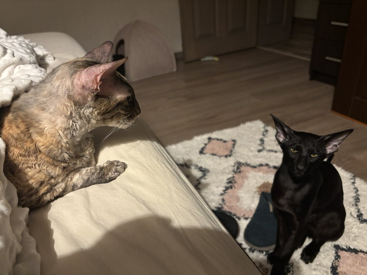 50 відтінків рудого tweet media