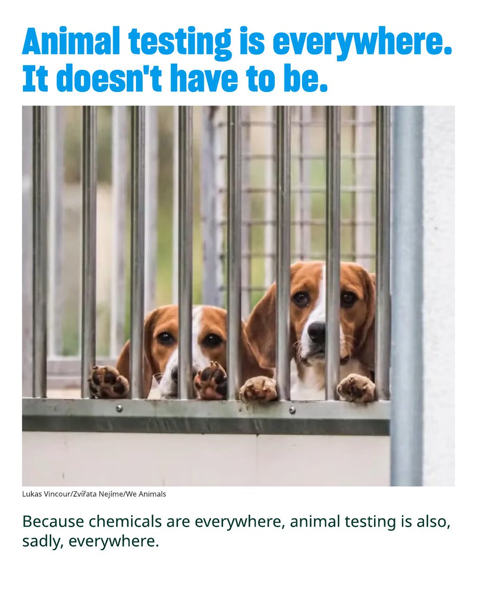 Humane World for Animals tweet media