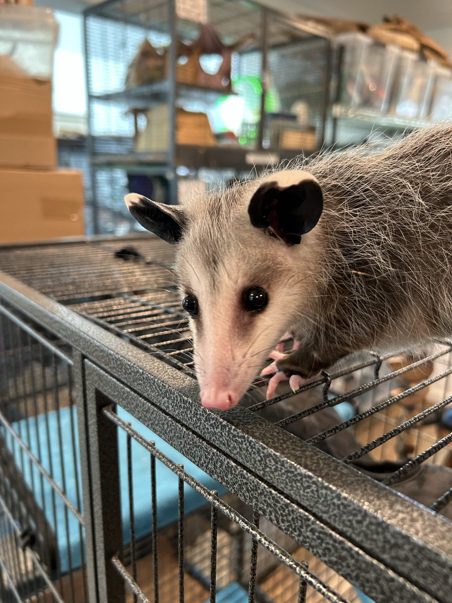 tracey helton mitchell MPA 🏹 tweet media