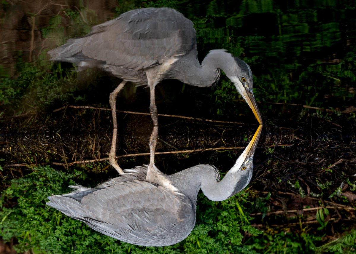 Brian Gallagher tweet media