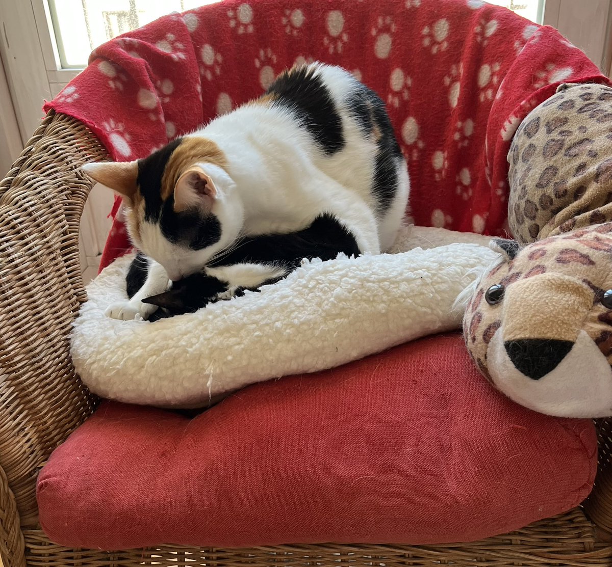 bitxinfan's tweet photo. In position to give sisfur a little bath of love. 

#gatetes #CaliGo #tuxietude #tunatuesday https://t.co/ORlgpShSFC