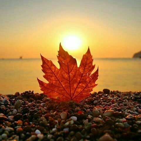 mesilenc tweet picture
