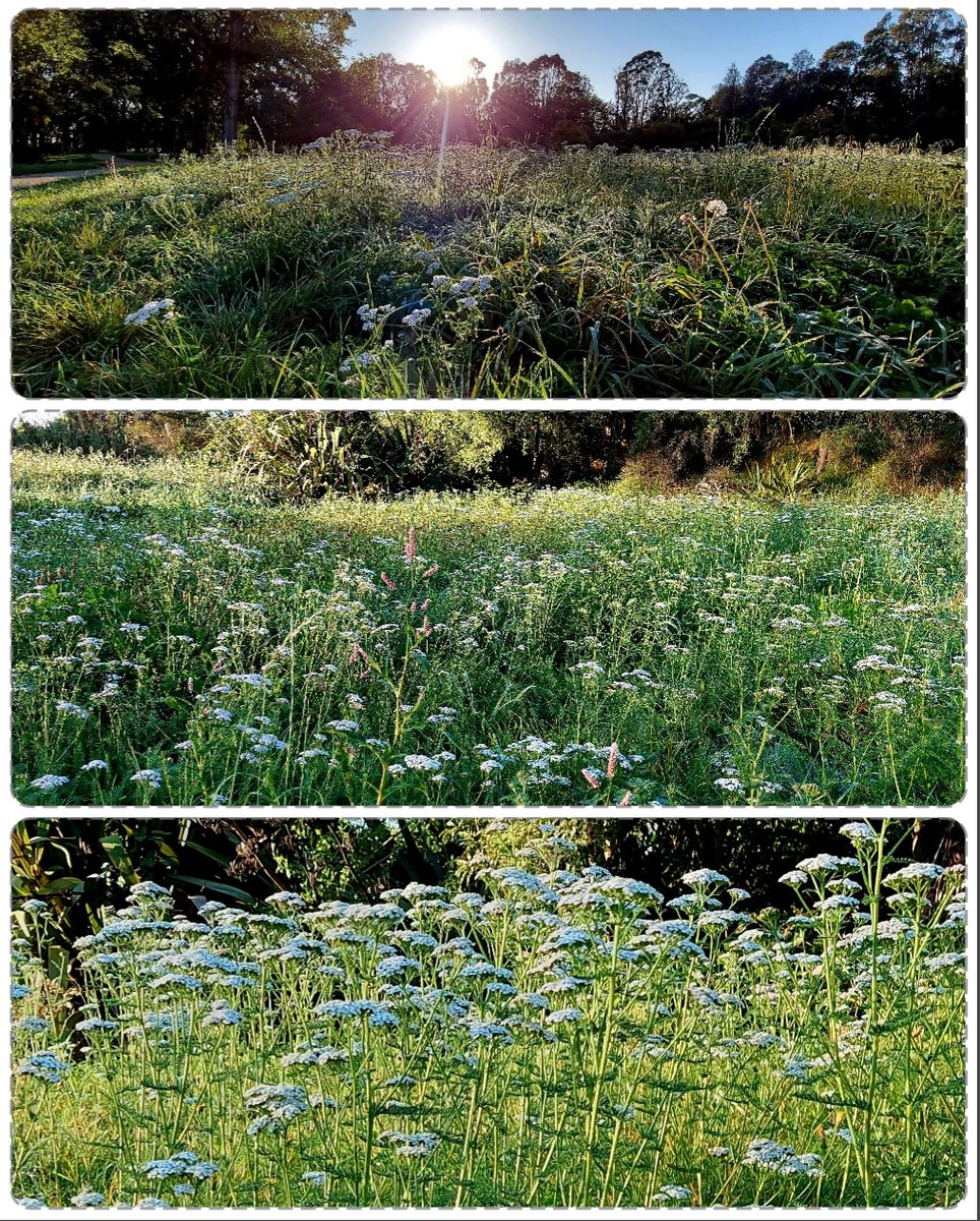 🌱newbrunette tweet media