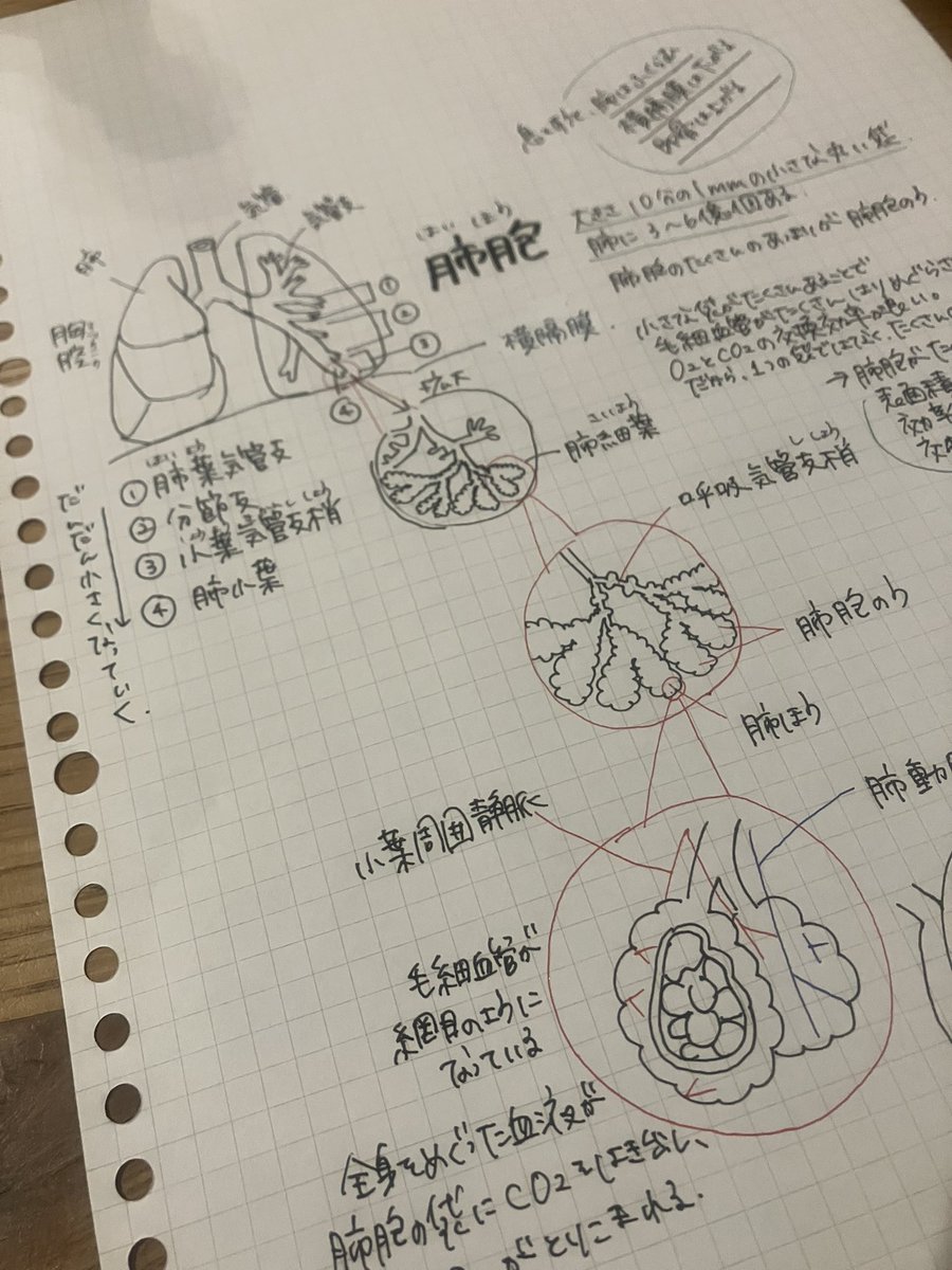 呼吸量を増やすには、
肺胞を大きくすること。

肺胞って名前は知ったけど、まさかのこんなに小さいとは思ってなかった…

ちなみに、肺には筋肉がないので、
周りの横隔膜や肋骨、坐骨、肩甲骨などの骨や筋肉の動きが重要。

つまり、身体の柔軟性と呼吸🟰音は関係してるってこと。