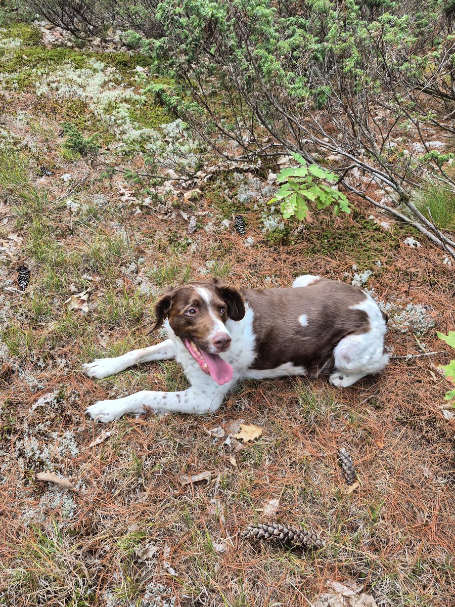 Jon Heron 🇨🇦 tweet media