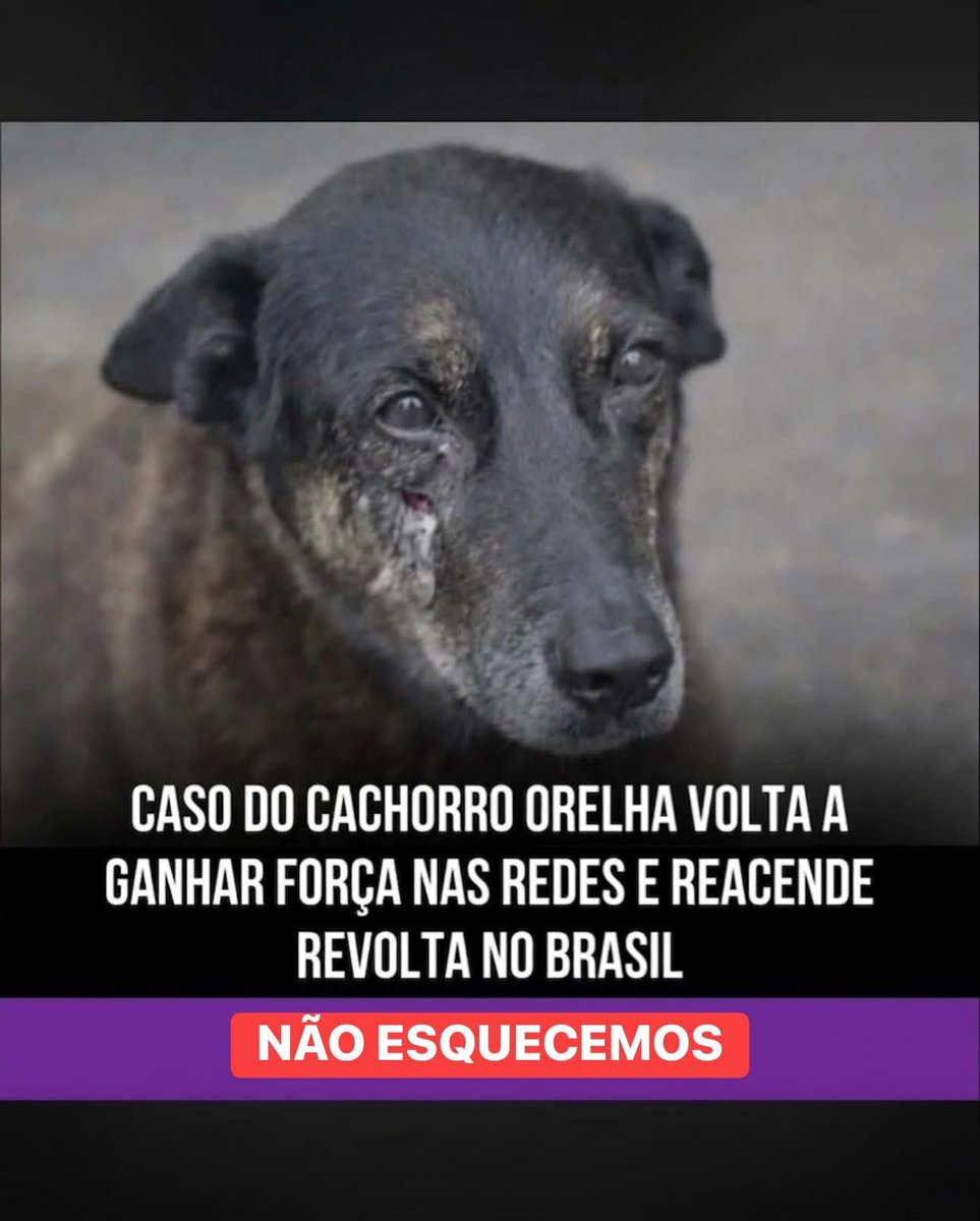 luknanda_'s tweet photo. Eu digo por mim, não vou esquecer do Orelha e sempre vou fazer a minha parte através de trabalhos comunitários, da minha voz, tudo o que eu puder para proteger e amar esses bichinhos! https://t.co/6fWpvTi5sP