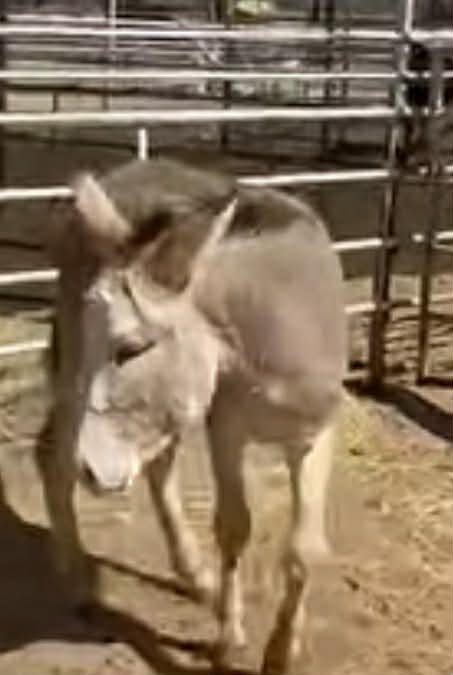 heartandhooves's tweet photo. 🚨 URGENT! Pebbles, a scared Jack donkey, faces a deadline TONIGHT! He’s bonded with Stardust and desperately needs your help to stay safe. Every donation makes a difference. Please, help us save Pebbles! Donate now: https://t.co/07vqcXnUDE #SavePebbles #DonkeyRescue #Urgent https://t.co/4tsI7bkEoo