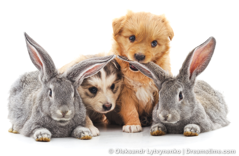 Dreamstime tweet media