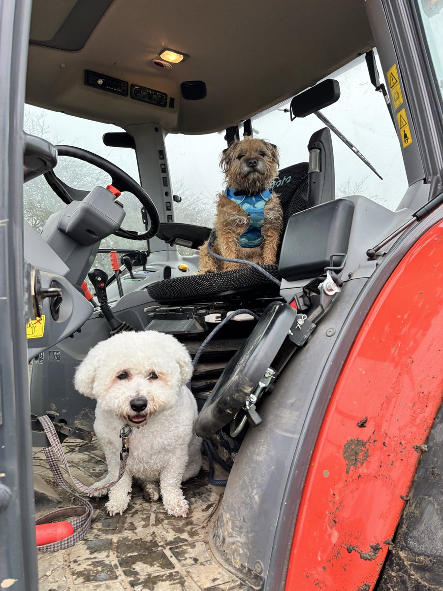 Lord Hamish HRH ⚜️🐶 tweet media