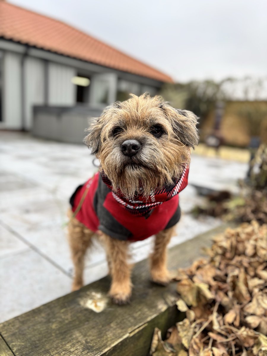 Lord Hamish HRH ⚜️🐶 tweet media