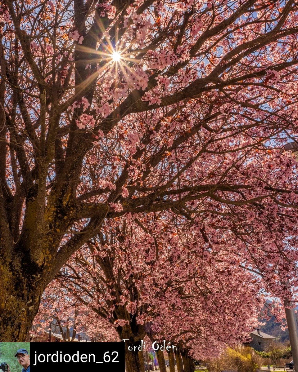 Meteo Seu d'Urgell tweet media