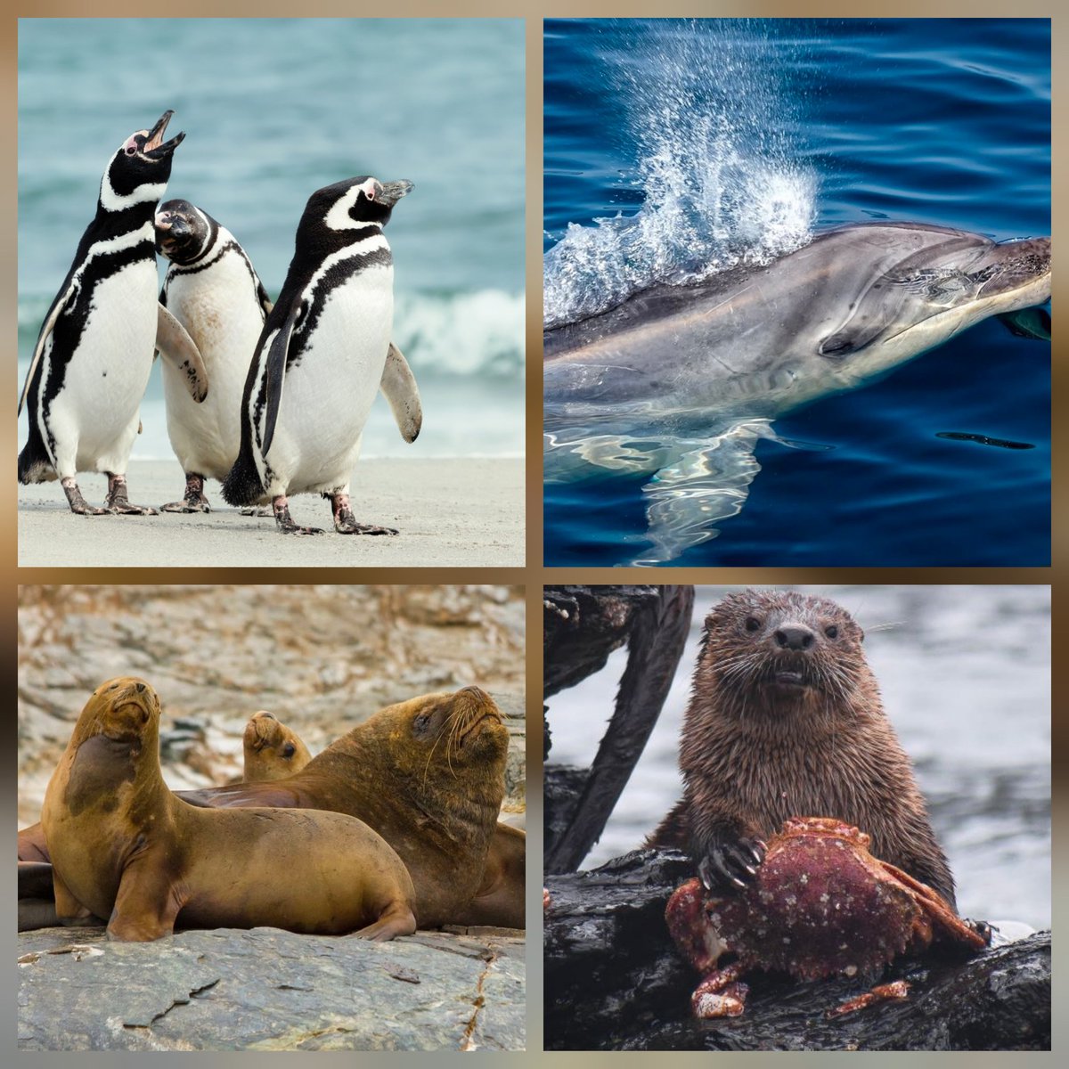 🔴 Dicen defender la vida y acaban de autorizar el asesinato de estos y otros seres vivos. 

🔴 Su voto esta manchado con sangre.