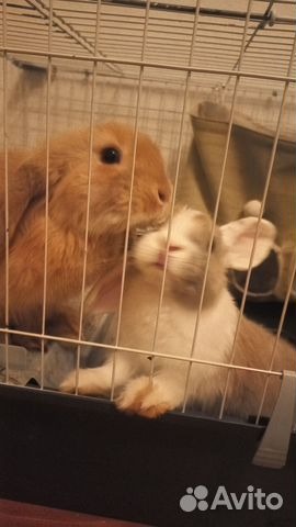 Aila 🎹 tweet media