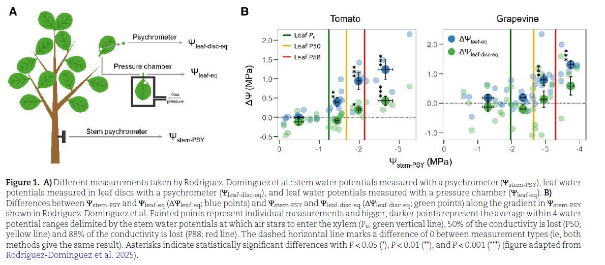 NEWS &amp; VIEWS: Don’t add pressure to stress: Measured water potentials differ by method under severe drought (Laura Fernández-de-Uña) doi.org/10.1093/plphys… <a href="/ASPB/">ASPB</a> #PlantSci