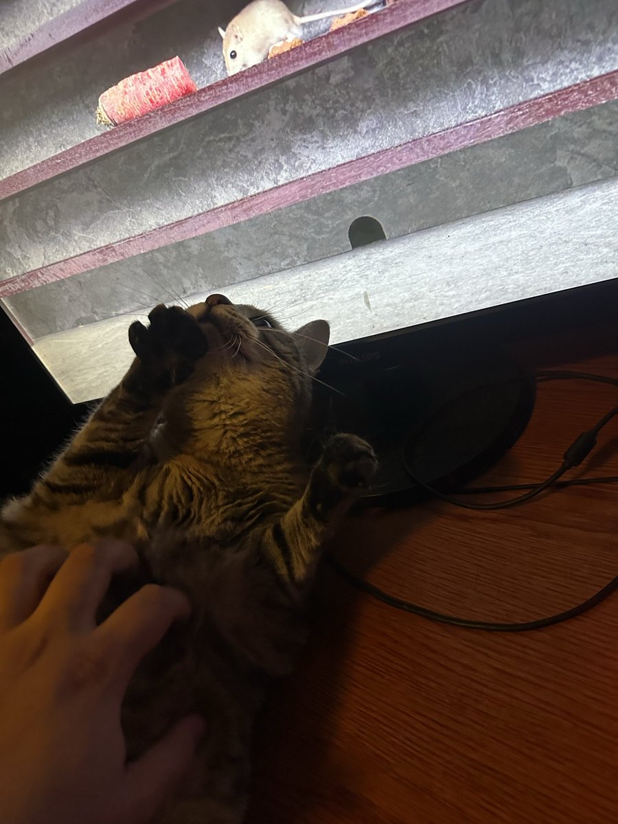 BattleAmore tweet media