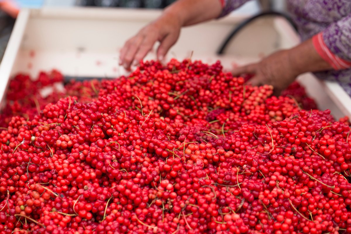 NewsMedical's tweet image. What makes Schisandra berry a powerhouse in traditional and modern health? 🍒 Its potent antioxidants may support liver function, stress resilience, and more - but are the benefits proven?  news-medical.net/health/Schisan… #Schisandra #LiverHealth #Adaptogens