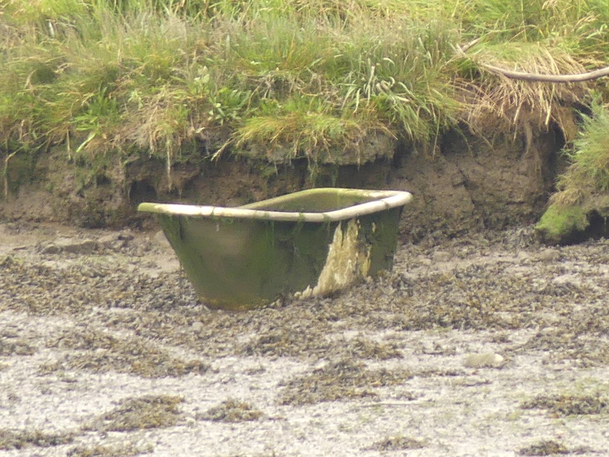 Les Hall tweet media