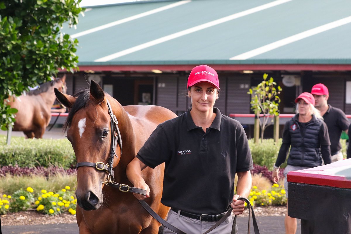 New Zealand Bloodstock tweet media