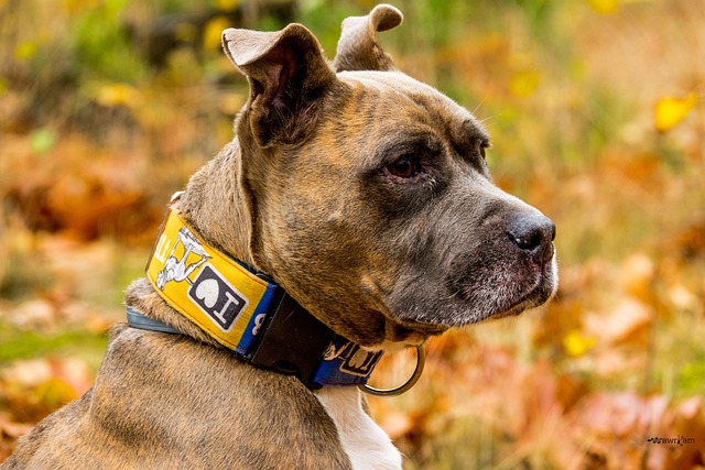 Dennis Korfine tweet media