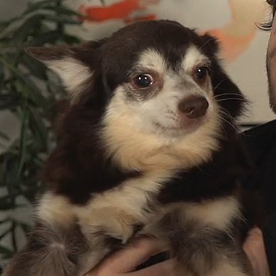 cellpets tweet media