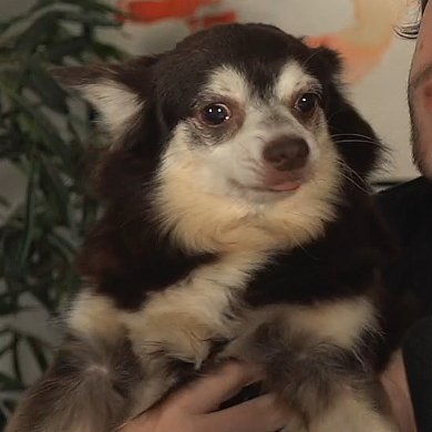 cellpets tweet media