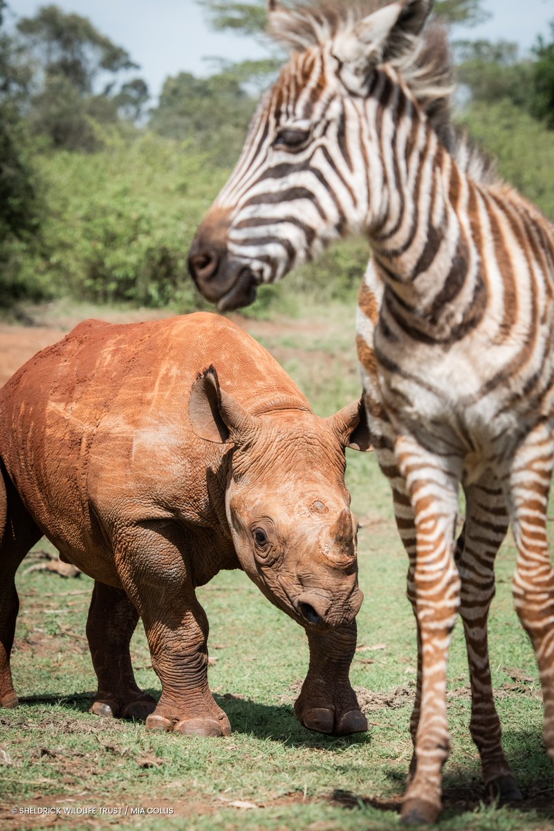 Sheldrick Wildlife Trust tweet media