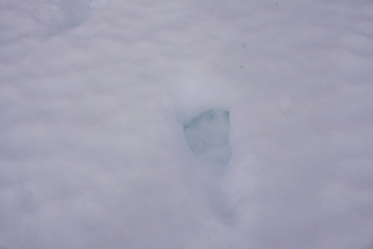 EL SABAIAO de Fernando Hualde tweet media