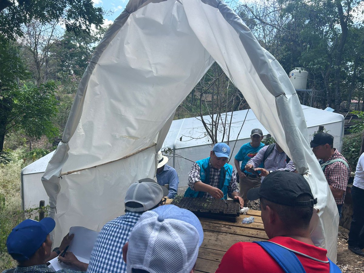 FAOHonduras's tweet photo. 📍Camasca, Intibucá
#DíadeCampo en el CEB Cultura, con la participación de 33 centros educativos y actores como #DECOAS @s, #AMFI, @Seduc_HN @pronaders_hn y @FAOHonduras , para intercambiar experiencias sobre el #HuertoEscolarPedagógico. 🌱📚
@saghonduras https://t.co/ufjoT1lSuz