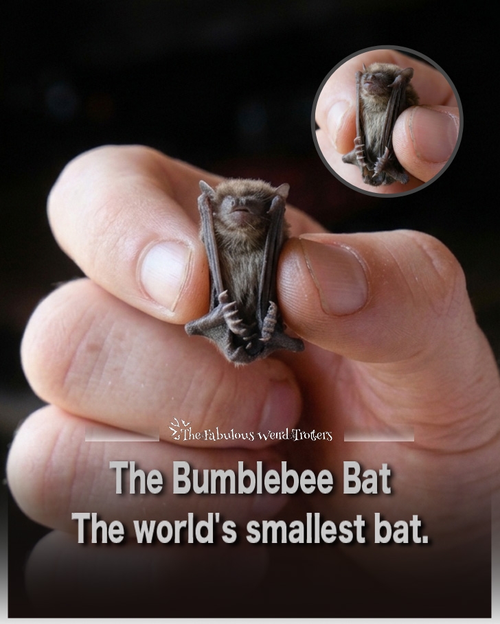 𝐓𝐡𝐞 𝐅𝐚𝐛𝐮𝐥𝐨𝐮𝐬 𝐖𝐞𝐢𝐫𝐝 𝐓𝐫𝐨𝐭𝐭𝐞𝐫s tweet media