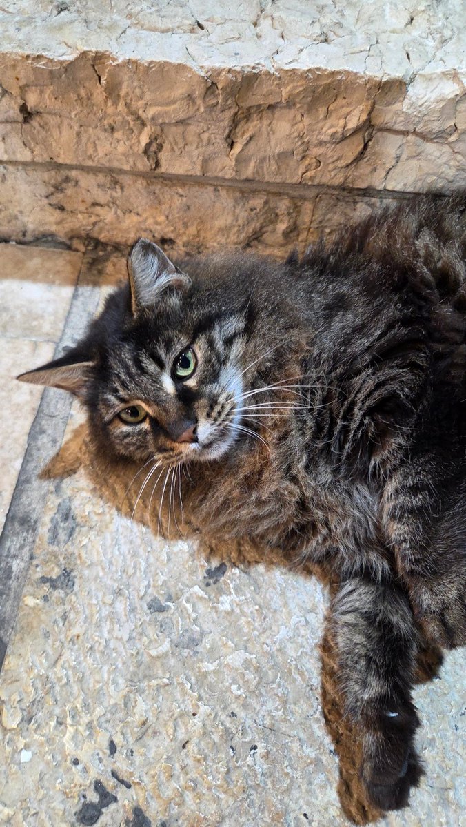 Igal Tabachnik tweet media