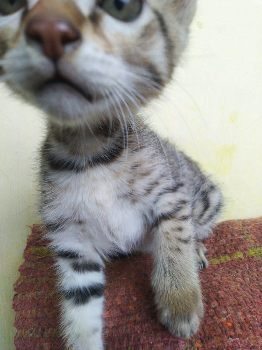 Nandi_the_cat's tweet photo. I find no peace even at the most serene places. No beautiful things entice me no more. I feel this world is incomplete without you. It's ephemeral. I love you too much Subhadra. You would always be in my prayers. https://t.co/VvpM0Hg2qh