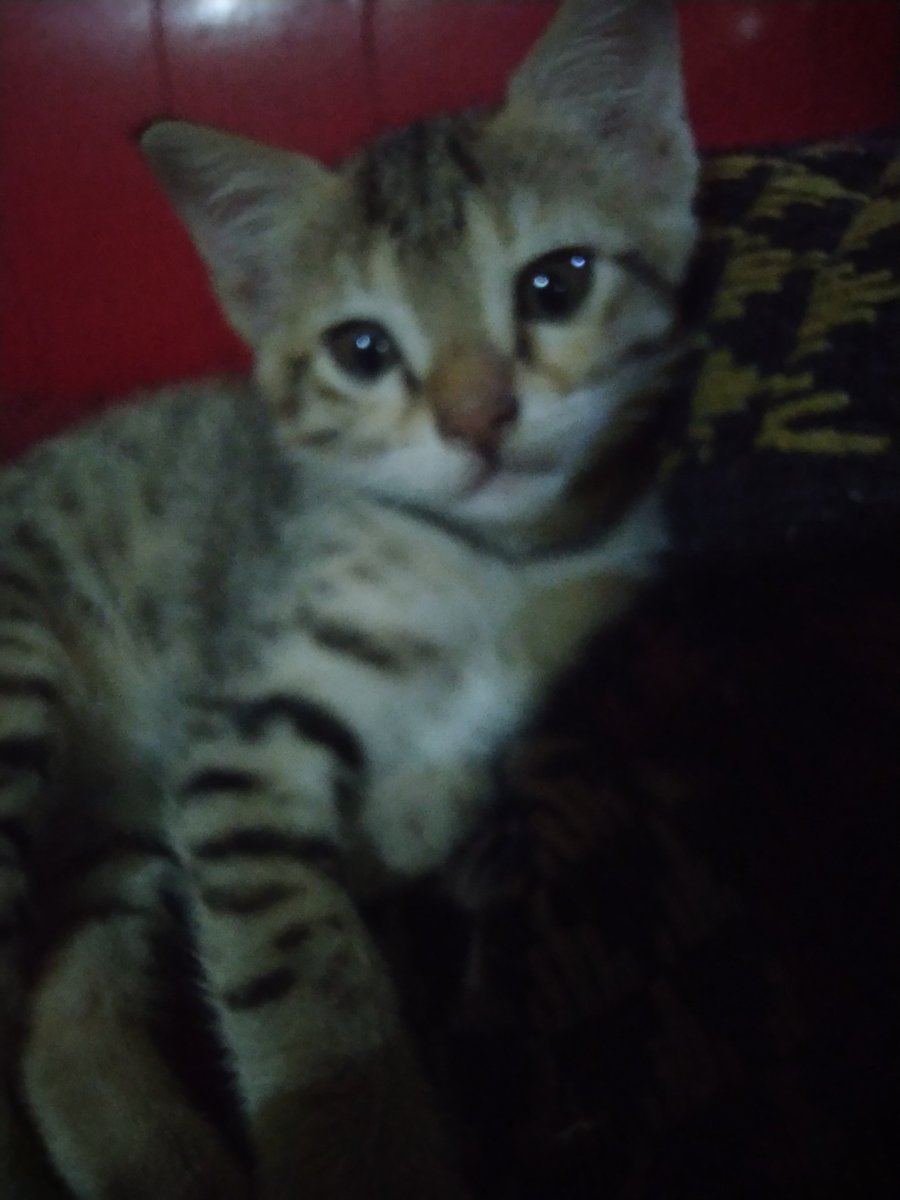 Nandi_the_cat's tweet photo. I find no peace even at the most serene places. No beautiful things entice me no more. I feel this world is incomplete without you. It's ephemeral. I love you too much Subhadra. You would always be in my prayers. https://t.co/VvpM0Hg2qh
