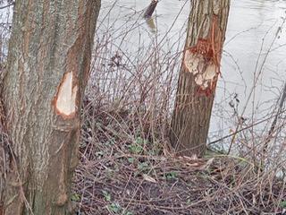 Greg Hartley-Brewer tweet media