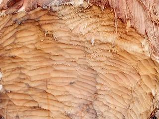 Greg Hartley-Brewer tweet media