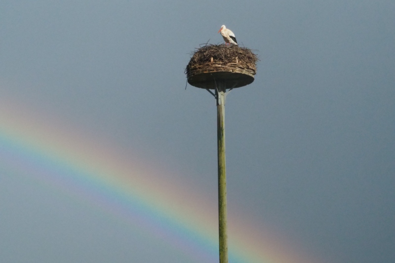 16. März. Storch und Regenbogen. Ein kleiner Naturwunder.
