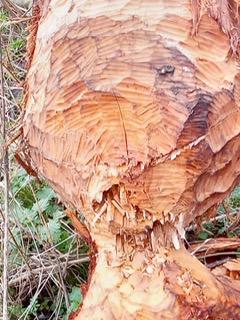 Greg Hartley-Brewer tweet media