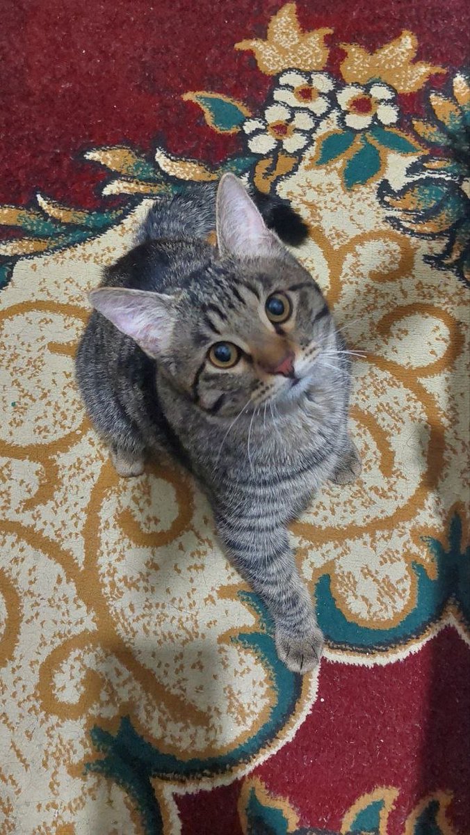 Jahongir tweet media